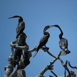 Low angle view of bird perching on statue against clear sky