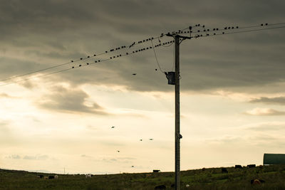 Silhouette birds on electricity pylon against cloudy sky during sunset