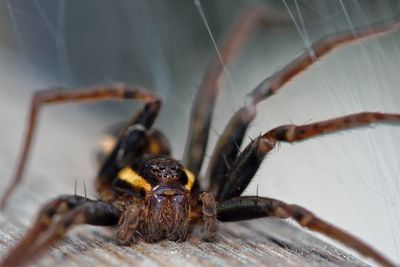 Close-up of spider