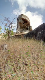 Old ruin on field against sky