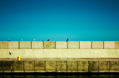 Low angle view of birds perching on building against blue sky