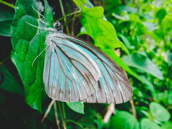 Close-up of butterfly on leaf