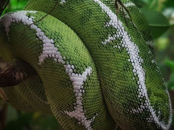 Close-up of lizard on leaf