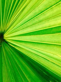 Full frame shot of green leaves