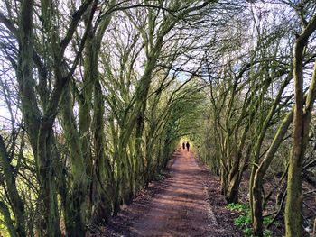 Rear view of man walking in forest