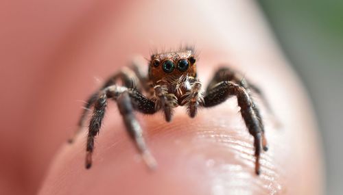 Close-up of spider on hand