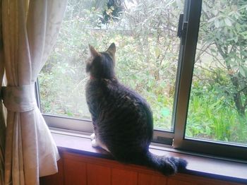 Cat looking through window