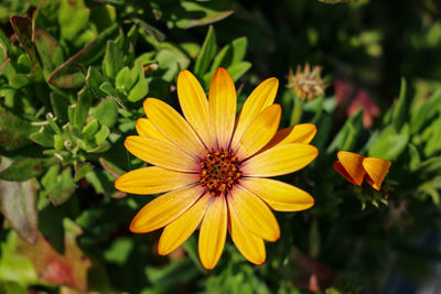 Close-up of yellow flower