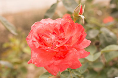 Close-up of red rose