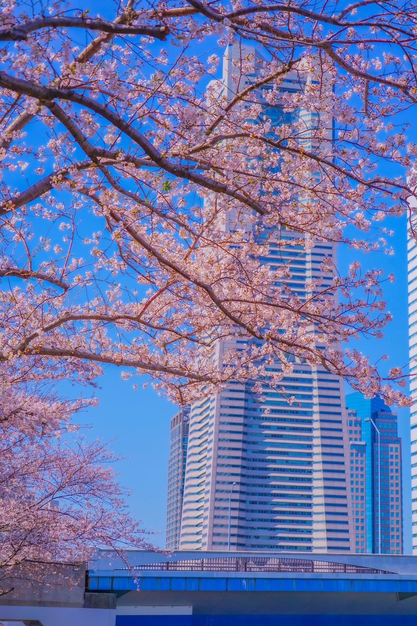 tree, architecture, built structure, building exterior, plant, sky, city, nature, office building exterior, building, branch, no people, low angle view, skyscraper, flower, blue, growth, day, outdoors, clear sky, office, bare tree, beauty in nature