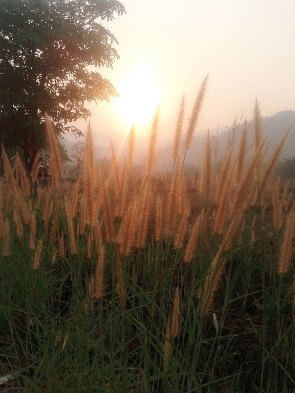 nature, growth, tranquility, beauty in nature, sunset, tranquil scene, scenics, field, outdoors, sky, grass, rural scene, no people, sunbeam, sun, landscape, close-up, day