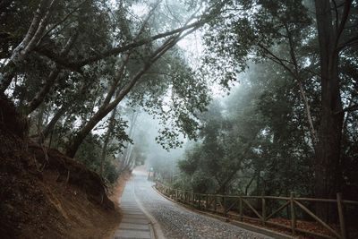 Empty road amidst trees