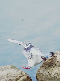 Close-up of seagull perching on rock by sea against sky