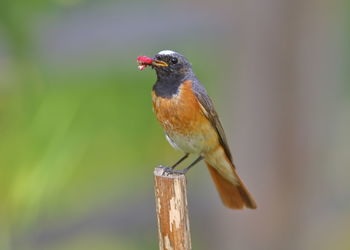 Close-up of bird perching on wood