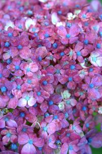 Full frame shot of pink flowers