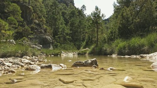 River flowing through forest