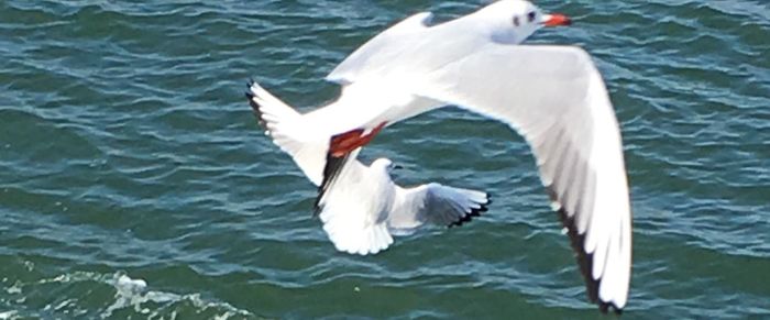 White swan in lake