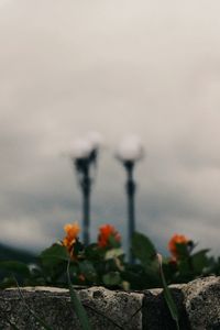 Close-up of plant against sky