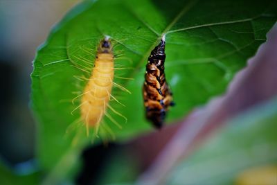 Mature pupa of red-spot jezebel on right hand and pre - pupatory lavae on left hand.