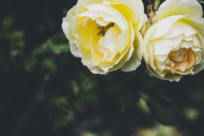 Close-up of yellow rose flower