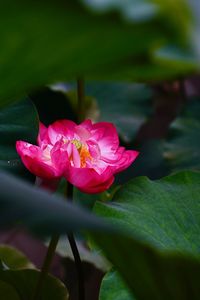 Close-up of pink rose