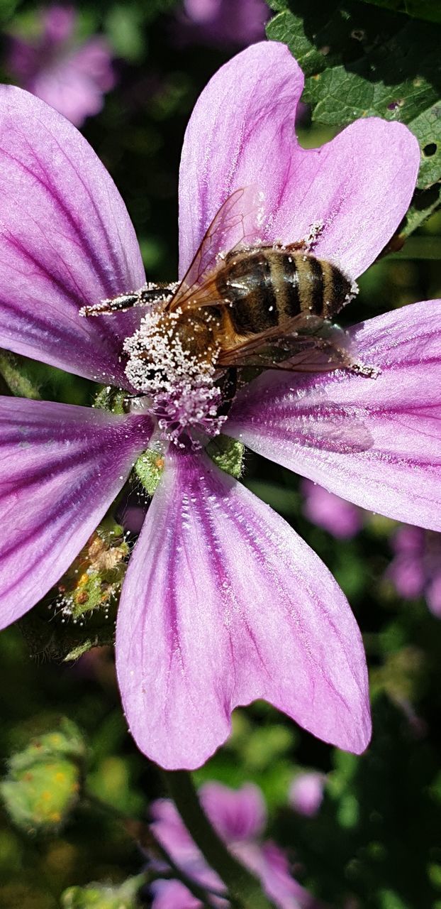 CLOSE-UP OF INSECT ON PURPLE FLOWER