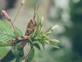 Close-up of butterfly on leaf