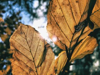 Low angle view of dry maple tree against sky