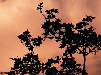 Low angle view of silhouette tree against sky during sunset