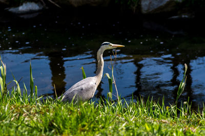 High angle view of gray heron in lake