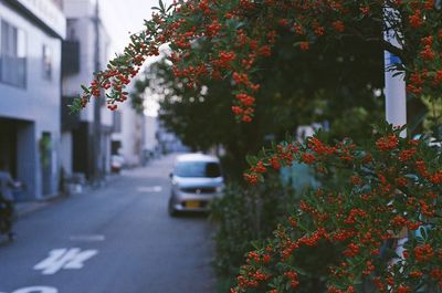 Close-up of flower tree