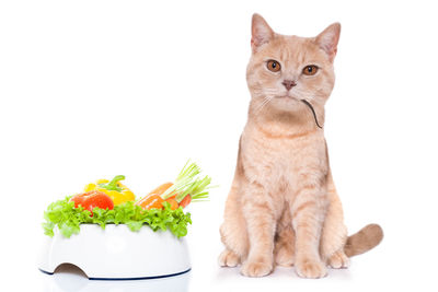 Close-up of a cat sitting on white background