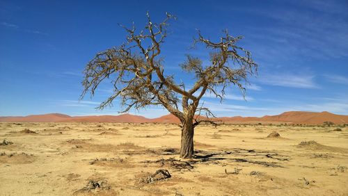 Bare tree on desert land against blue sky