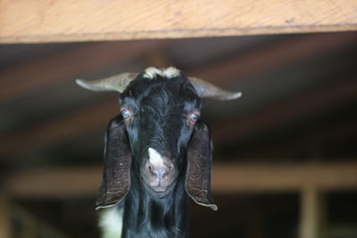 animal