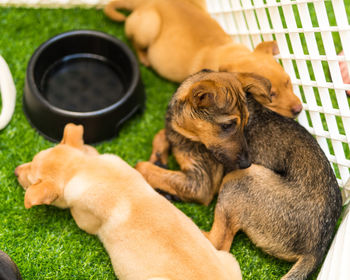 High angle view of two cats and puppy