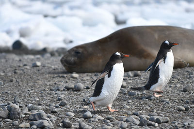 Penguins against seal