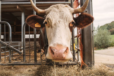 Portrait of cow in pen