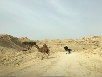 Camels in desert