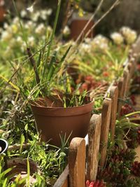 Close-up of potted plant