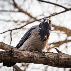 Close-up of bird perching on tree