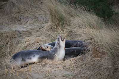 View of lion lying on the ground