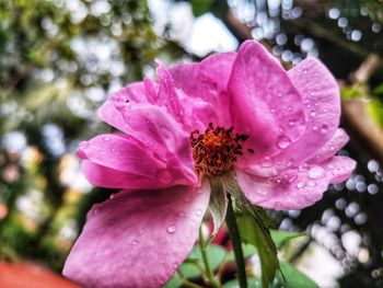 Close-up of pink flower