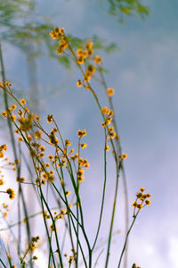 Close-up of yellow flowering plant against sky