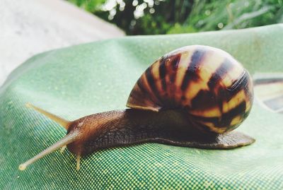 Close-up of snail on leaf