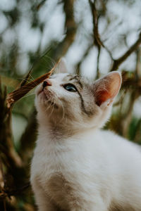 Close-up of a cat portrait 