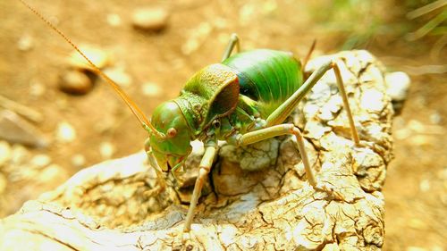 Close-up of insect