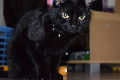 Close-up portrait of black cat at home