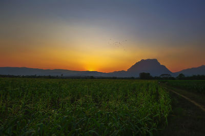 Scenic view of field against sky during sunset