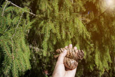 Cropped image of person hand on pine tree in forest