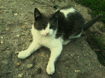 Close-up portrait of cat